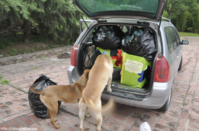 dogs, donations, ready to go, ready to donate, wichi/h20