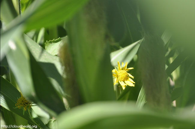A corn flower grows on a healthy plant
